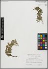Foto von Salix serpyllifolia Scop.